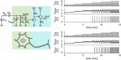 Biologically Relevant Dynamical Behaviors Realized in an Ultra-Compact Neuron Model